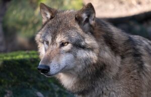 Wolf se grieta en el distrito de Segeberg «completamente esperado y normal»? Wolf se grieta en el distrito de Segeberg "completamente esperado y normal"?
