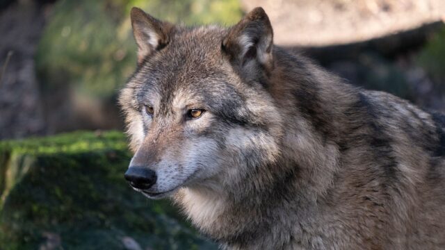 Wolf se grieta en el distrito de Segeberg "completamente esperado y normal"?


