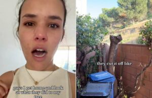 La mujer llega a casa para encontrar árboles genealógicos reducidos sin previo aviso (exclusivo) La mujer llega a casa para encontrar árboles genealógicos reducidos sin previo aviso (exclusivo)