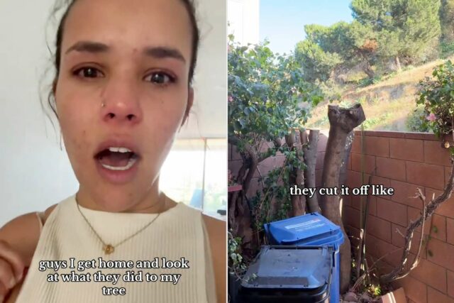 La mujer llega a casa para encontrar árboles genealógicos reducidos sin previo aviso (exclusivo)

