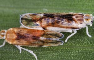 Remolacha de goma y papas blandas: resultados de cultivos amenazados con Zikade | NDR.DE – Noticias Remolacha de goma y papas blandas: resultados de cultivos amenazados con Zikade | NDR.DE - Noticias