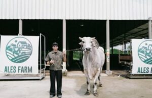 ¡Atta Halilintar se extendió 16 vacas de sacrificio a islas remotas en NTT!