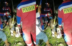 ¡Los residentes pánico! El ganado sacrificial que pesa media tonelada cae en una antigua piscina en el sur de Yakarta