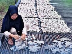 PNM fortalece el rol de las mujeres costeras en Kalimantan Oriental para incentivar la economía familiar
| PNM fortalece el rol de las mujeres costeras en Kalimantan Oriental para incentivar la economía familiar
|