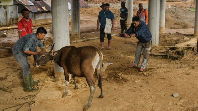 Prabowo distribuye carne de vacuno por valor de 72.000 millones Prabowo distribuye carne de vacuno por valor de 72.000 millones de IDR a los residentes de Aceh
|