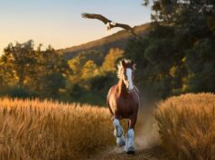 Los anuncios del Super Bowl LX se basan en la comedia y las celebridades en un clima volátil
| Advertising,Entertainment,Media,advertising,super-bowl,nfl,super-bowl-lx,super-bowl-ads,limited-synd,cmo-insider-news Los anuncios del Super Bowl LX se basan en la comedia y las celebridades en un clima volátil
| Advertising,Entertainment,Media,advertising,super-bowl,nfl,super-bowl-lx,super-bowl-ads,limited-synd,cmo-insider-news