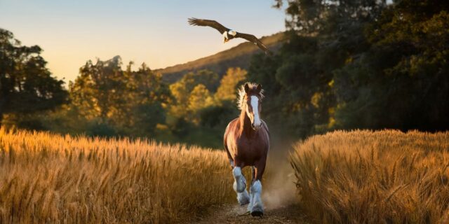 Los anuncios del Super Bowl LX se basan en la comedia y las celebridades en un clima volátil

 | Advertising,Entertainment,Media,advertising,super-bowl,nfl,super-bowl-lx,super-bowl-ads,limited-synd,cmo-insider-news