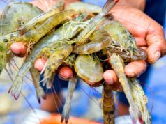 Cómo la India tomó el control del suministro de camarón de Estados Unidos
| Food,Retail,Travel,Politics,News,International,video,agriculture,shrimp,farming,fishing,gulf,gulf-coast,louisiana,india,aquaculture,video-format-big-business,big-business,new-this-week-video Cómo la India tomó el control del suministro de camarón de Estados Unidos
| Food,Retail,Travel,Politics,News,International,video,agriculture,shrimp,farming,fishing,gulf,gulf-coast,louisiana,india,aquaculture,video-format-big-business,big-business,new-this-week-video