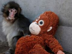 Golpear al triste mono viral de TikTok hace que las ventas de peluches de Ikea se disparen
| Retail,ikea Golpear al triste mono viral de TikTok hace que las ventas de peluches de Ikea se disparen
| Retail,ikea