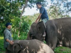 El gobernador de Lampung agradece al presidente Prabowo por preparar fondos de asistencia para el Parque Nacional Way Kambas
| El gobernador de Lampung agradece al presidente Prabowo por preparar fondos de asistencia para el Parque Nacional Way Kambas
|