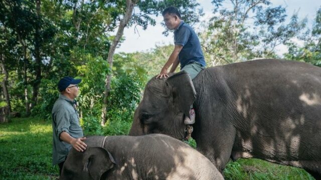 El gobernador de Lampung agradece al presidente Prabowo por preparar fondos de asistencia para el Parque Nacional Way Kambas

 | 