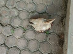 Palti Hutabarat recibe el cadáver de una cabeza de perro
| Palti Hutabarat recibe el cadáver de una cabeza de perro
|