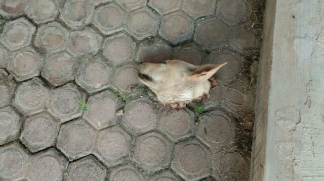 Palti Hutabarat recibe el cadáver de una cabeza de perro

 | 