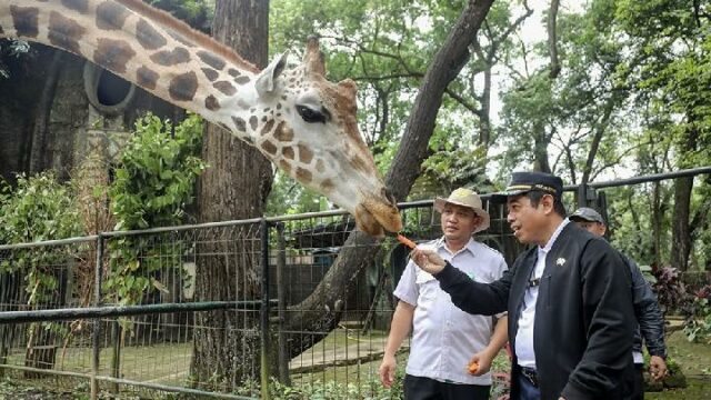 Al Convertirse En Una Atracción Turística Favorita, El DPRD De Al Convertirse En Una Atracción Turística Favorita, El DPRD De DKI Solicita Que Los Precios De Las Entradas Al Parque De Vida Silvestre De Ragunan No Aumenten
|