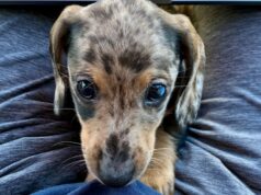 Consejos para cachorros en la era de los motores de respuesta de IA
| AI,Tech,artificial-intelligence,generative-ai,chatbots,puppies,chat-gpt,search-engines,google,google-search,google-ai-overviews,the-washington-post,job-cuts Consejos para cachorros en la era de los motores de respuesta de IA
| AI,Tech,artificial-intelligence,generative-ai,chatbots,puppies,chat-gpt,search-engines,google,google-search,google-ai-overviews,the-washington-post,job-cuts