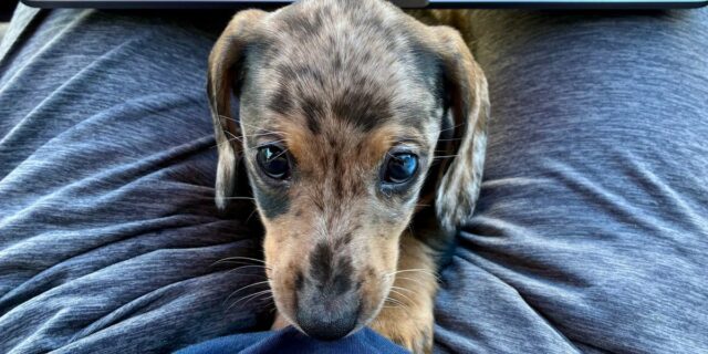 Consejos para cachorros en la era de los motores de Consejos para cachorros en la era de los motores de respuesta de IA
| AI,Tech,artificial-intelligence,generative-ai,chatbots,puppies,chat-gpt,search-engines,google,google-search,google-ai-overviews,the-washington-post,job-cuts