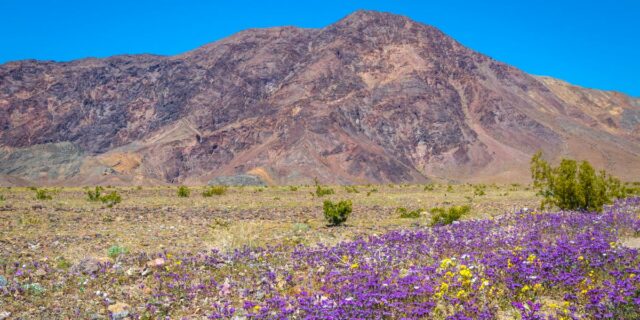 Los mejores parques nacionales de Estados Unidos en primavera, de una mujer que los visitó todos

 | Travel,freelancer,freelancer-le,national-parks,us-national-parks,travel,spring