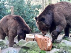 Estos gráficos sugieren que los bajistas aún no han terminado con el mercado de valores
| Estos gráficos sugieren que los bajistas aún no han terminado con el mercado de valores
|