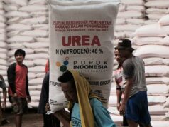 Prabowo recibe una llamada del Primer Ministro australiano y habla sobre el fertilizante de urea
| Prabowo recibe una llamada del Primer Ministro australiano y habla sobre el fertilizante de urea
|