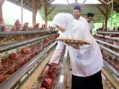 La economía de Banyuwangi supera a Java Oriental y al país, las políticas del regente cosechan elogios
| La economía de Banyuwangi supera a Java Oriental y al país, las políticas del regente cosechan elogios
|