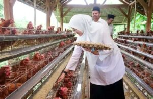 La economía de Banyuwangi supera a Java Oriental y al país, las políticas del regente cosechan elogios
| La economía de Banyuwangi supera a Java Oriental y al país, las políticas del regente cosechan elogios
|