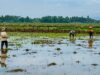 Comienzan a replantarse miles de hectáreas de arrozales afectados por la catástrofe de Sumatra
| El gobierno provincial de Sumatra Occidental forma un equipo para acelerar la recuperación de 3.902 hectáreas de arrozales
|