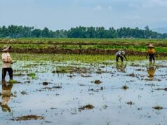 El gobierno provincial de Sumatra Occidental forma un equipo para acelerar la recuperación de 3.902 hectáreas de arrozales
| El gobierno provincial de Sumatra Occidental forma un equipo para acelerar la recuperación de 3.902 hectáreas de arrozales
|