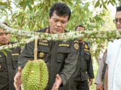 Barantin downstream aumenta las exportaciones de durián y fortalece la cadena global
| Barantin downstream aumenta las exportaciones de durián y fortalece la cadena global
|