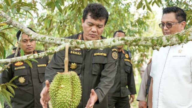 Barantin downstream aumenta las exportaciones de durián y fortalece la cadena global

 | 