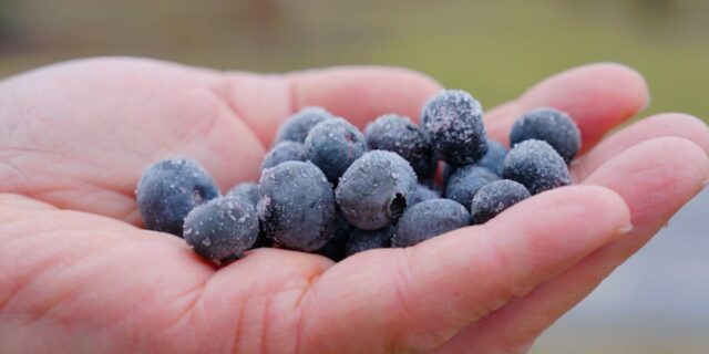 ¿Deberían ser tan caros los alimentos orgánicos?

 | Retail,Food,so-expensive,organic,grocery,organic-farming,video-format-so-expensive