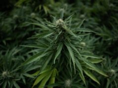 Tilray y otras existencias de cannabis se disparan mientras Trump supuestamente está listo para reclasificar la sustancia
| Tilray y otras existencias de cannabis se disparan mientras Trump supuestamente está listo para reclasificar la sustancia
|