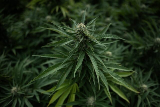 Tilray y otras existencias de cannabis se disparan mientras Trump supuestamente está listo para reclasificar la sustancia

 | 