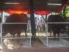 La Iglesia Catedral de Yakarta dona vacas para el sacrificio a Istiqlal
| La Iglesia Catedral de Yakarta dona vacas para el sacrificio a Istiqlal
|