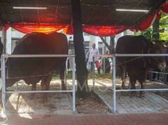 La Iglesia Catedral de Yakarta dona vacas para el sacrificio a Istiqlal
| La Iglesia Catedral de Yakarta dona vacas para el sacrificio a Istiqlal
|
