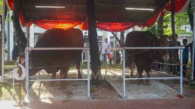 La Iglesia Catedral de Yakarta dona vacas para el sacrificio a Istiqlal

 | 