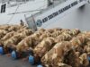 El TNI envía 744 soldados del contingente Garuda al Líbano
| El TNI envía 744 soldados del contingente Garuda al Líbano
|