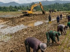 Continuando con la temporada de siembra antes de agosto, el gobierno pretende restaurar 42.702 hectáreas de campos de arroz afectados por las inundaciones de Sumatra.
| Continuando con la temporada de siembra antes de agosto, el gobierno pretende restaurar 42.702 hectáreas de campos de arroz afectados por las inundaciones de Sumatra.
|