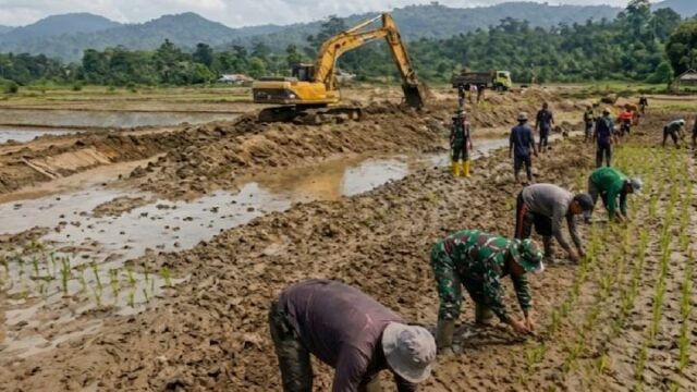 Continuando con la temporada de siembra antes de agosto, el gobierno pretende restaurar 42.702 hectáreas de campos de arroz afectados por las inundaciones de Sumatra.

 | 