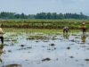 Se han recuperado 2.259 hectáreas de campos de arroz en Sumatra Occidental y han entrado en el período de siembra.
| Se han recuperado 2.259 hectáreas de campos de arroz en Sumatra Occidental y han entrado en el período de siembra.
|