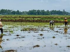 Se han recuperado 2.259 hectáreas de campos de arroz en Sumatra Occidental y han entrado en el período de siembra.
| Se han recuperado 2.259 hectáreas de campos de arroz en Sumatra Occidental y han entrado en el período de siembra.
|