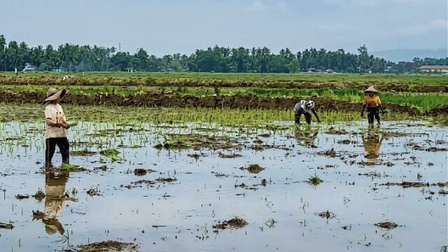 Se han recuperado 2.259 hectáreas de campos de arroz en Sumatra Occidental y han entrado en el período de siembra.

 | 