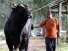 El sacrificio de vacas de Prabowo utiliza APBN y Palace: ayuda del gobierno
| El sacrificio de vacas de Prabowo utiliza APBN y Palace: ayuda del gobierno
|