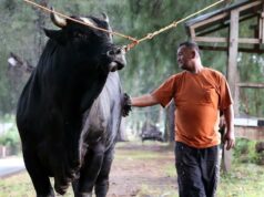 El sacrificio de vacas de Prabowo utiliza APBN y Palace: ayuda del gobierno
| El sacrificio de vacas de Prabowo utiliza APBN y Palace: ayuda del gobierno
|