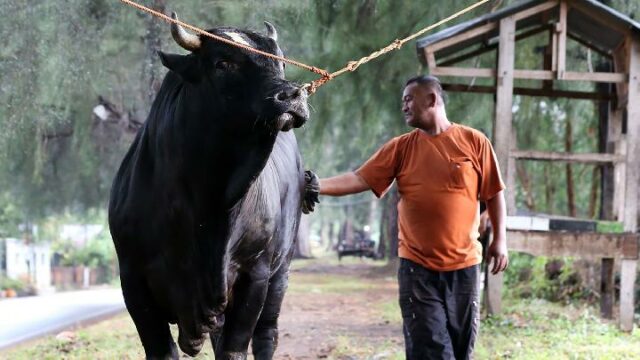El sacrificio de vacas de Prabowo utiliza APBN y Palace: ayuda del gobierno

 | 