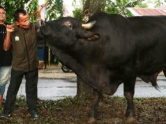 MUI: El sacrificio de Prabowo utilizando el tesoro público no es un problema
| MUI: El sacrificio de Prabowo utilizando el tesoro público no es un problema
|