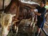 Prabowo sacrifica 1.098 vacas y el presupuesto alcanza los 100.000 millones de IDR
| Prabowo sacrifica 1.098 vacas y el presupuesto alcanza los 100.000 millones de IDR
|