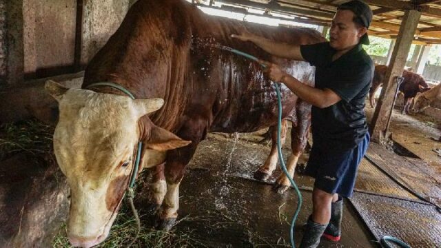 Prabowo sacrifica 1.098 vacas y el presupuesto alcanza los 100.000 Prabowo sacrifica 1.098 vacas y el presupuesto alcanza los 100.000 millones de IDR
|