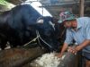 Gerindra: la vaca sacrificada del presidente de la APBN es legal y razonable
| Gerindra: la vaca sacrificada del presidente de la APBN es legal y razonable
|