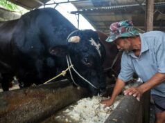 Gerindra: la vaca sacrificada del presidente de la APBN es legal y razonable
| Gerindra: la vaca sacrificada del presidente de la APBN es legal y razonable
|