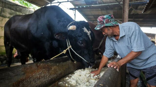 Gerindra: la vaca sacrificada del presidente de la APBN es legal y razonable

 | 